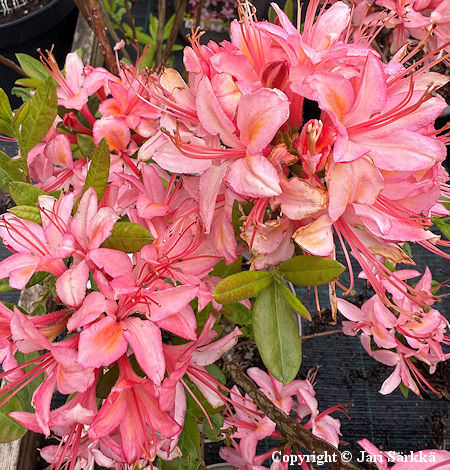 Rhododendron viscosum 'Juniduft', tuoksuatsalea